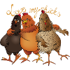 I love my chickens