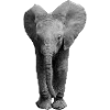 elephanteau
