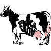 vache te baise