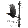Black woodpecker