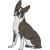 Boston Terrier Line Drawing