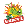 Little Grasshopper Insects Grasshopper