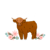 Scottish Highland Cattle Cow