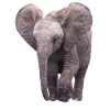 Elefäntchen