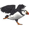 Puffin