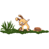 Hare