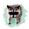waschbär,bär,graffiti,malerei,mint