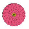 symmetrical pink and yellow flower