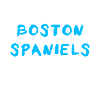 Boston Spaniel