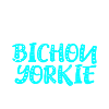 Bichon Yorkie