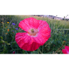 Rote Blume