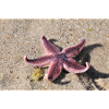 Seestern am Sandstrand