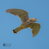kestrel