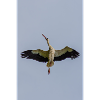 stork