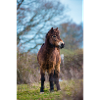 pony exmoor