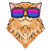 Bisexual Persian Cat Cat Gift