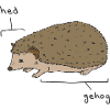 Hedgie Hérisson Anatomie Hérisson