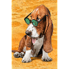 cool beach basset
