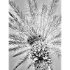 Palm in paradise