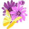 Butterfly on flowers