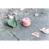 La vie en rose
