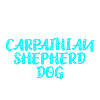 Carpathian Shepherd Dog