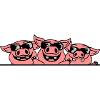 Crew Sunglasses Cool Pigs