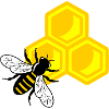 Honeybee on honeycomb