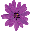 fleur 1151963 1280