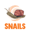 Snail snail lovers