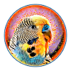 The budgie in bubble