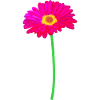 Gerbera