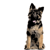 Deutscher Schäferhund neigt Köpfchen