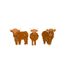 Scottish Highland Cattle Cow