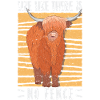 Scottish Highland Cattle Cow