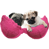Pugs in bra