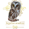 Northern owl