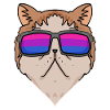 Bisexuell Exotische Kurzhaarkatze Katze Geschenk
