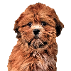 lhasa apso