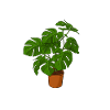 Gärtnerin Pflanze