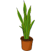 Plante de jardin