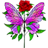 Papillon et rose