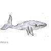 Mimosarella Walfisch