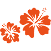 Orange hibiscus