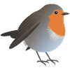 Robin Bird Graphic / Illustration