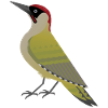Grøn spætte fugl grafik / illustration