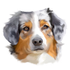 australian shepherd