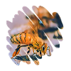 Abeille dorée