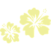 Hibiscus jaune