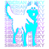 Sibérie Husky Rétro